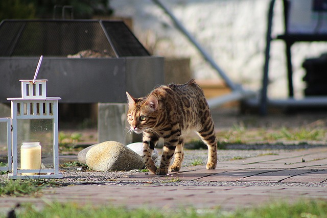 bengal-cat-6307537_640.jpg