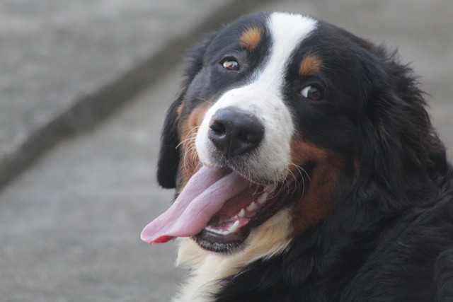 bernese-mountain-dog-7167520_640.jpg