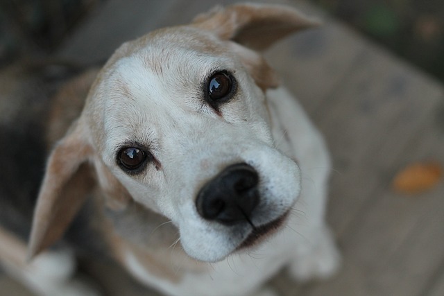 beagle-3756899_640.jpg