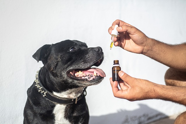 cbd-oil-dogs-5441148_640.jpg