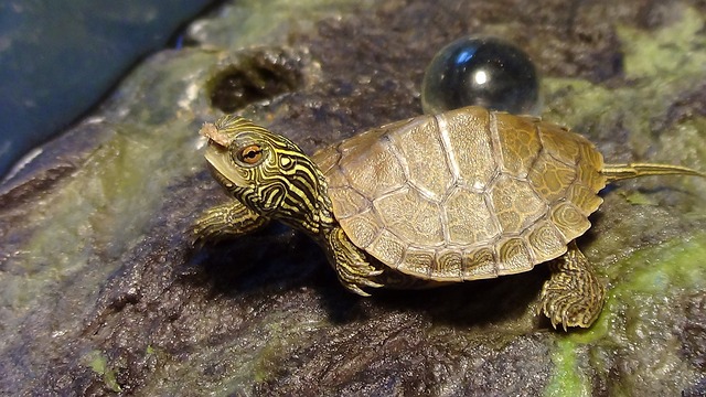 small-turtle-975134_640.jpg