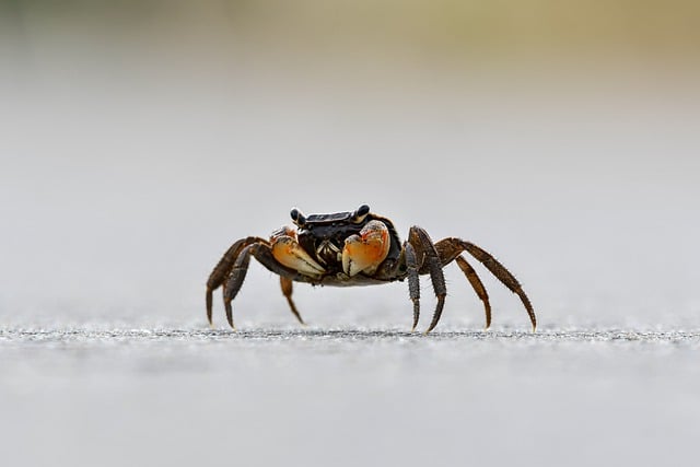 crab-7520956_640.jpg