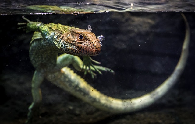 caiman-lizard-6632344_640.jpg