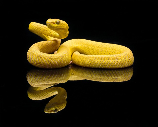 snake-7433282_640.jpg