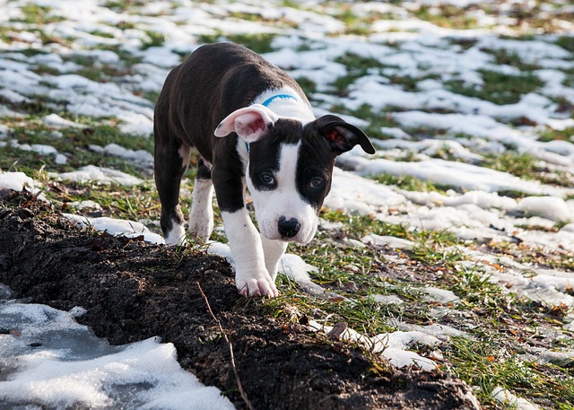 american-staffordshire-terrier-6328177_640.jpg