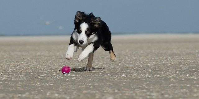 young-border-collie-662706_640.jpg