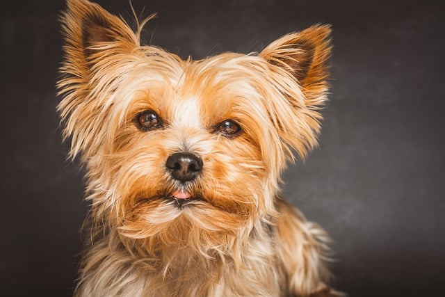 yorkshire-terrier-7858320_640.jpg