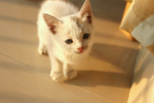 baby-cat-2529305_640.jpg