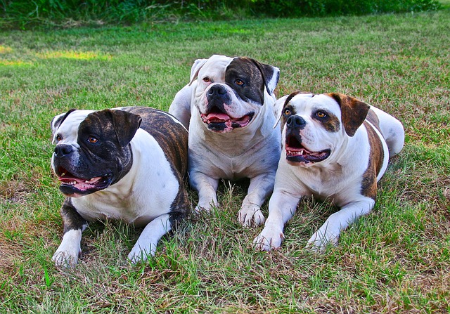 american-bulldogs-1504599_640.jpg