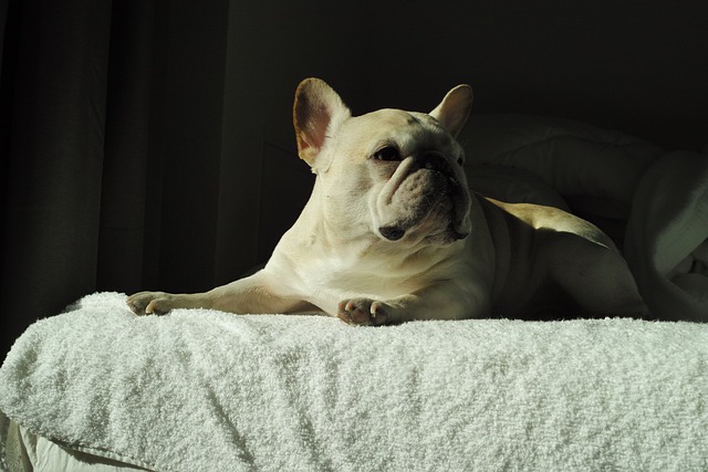 french-bulldog-1017048_640.jpg