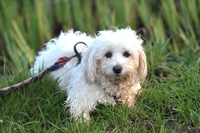 havanese-8594566_640.jpg