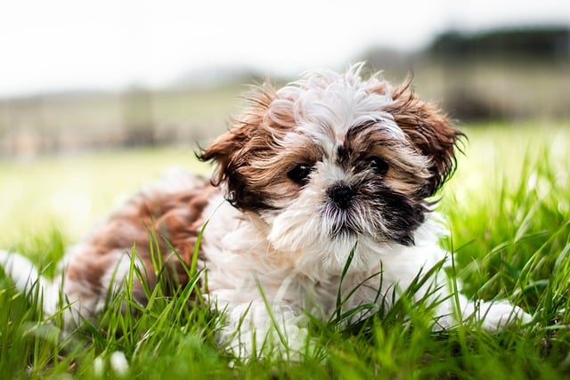 shih-tzu-8751508_640.jpg